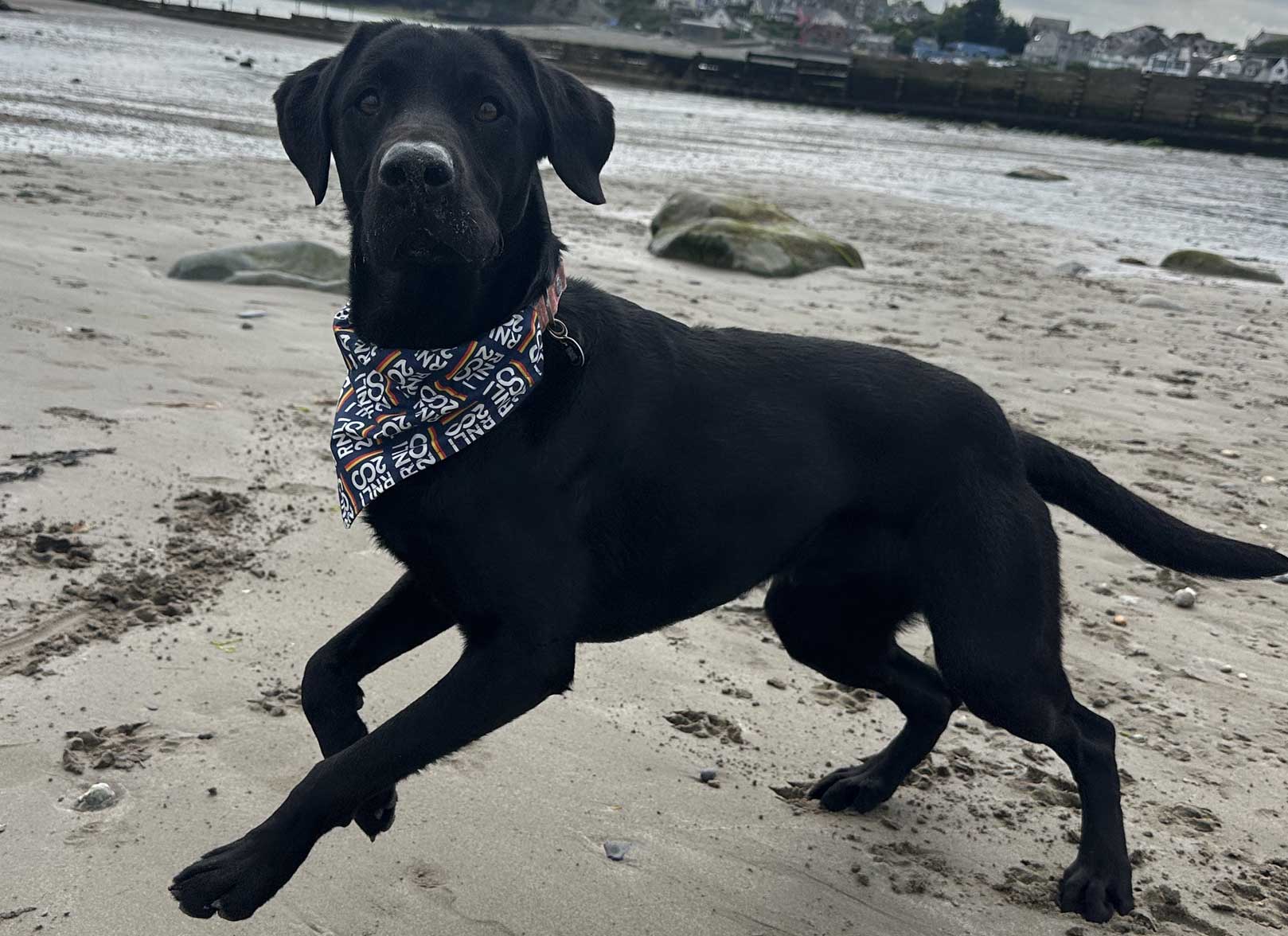 Fox Red Labrador Retriever