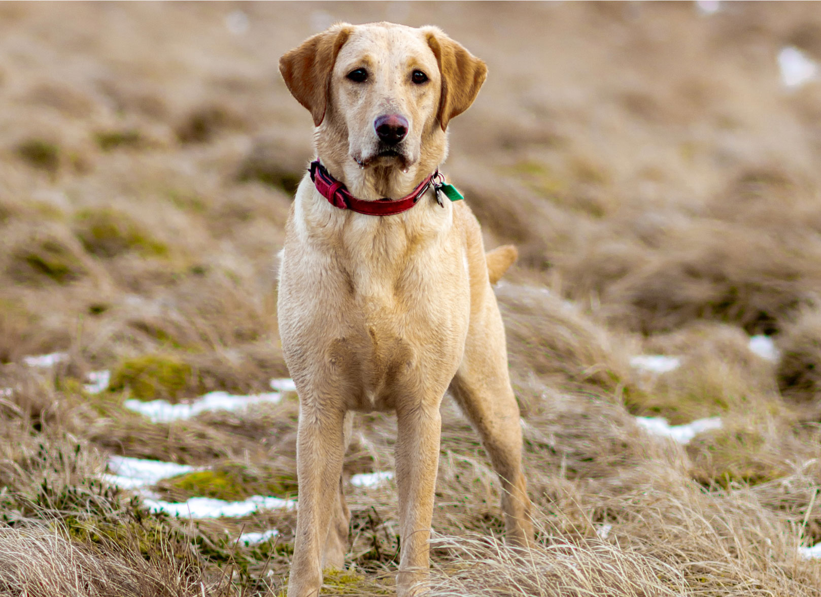 Golden Labrador Retriever