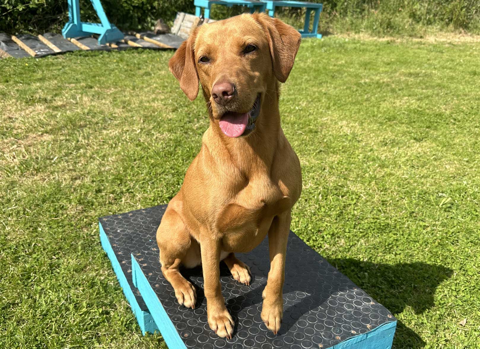 Fox Red Labrador Retriever