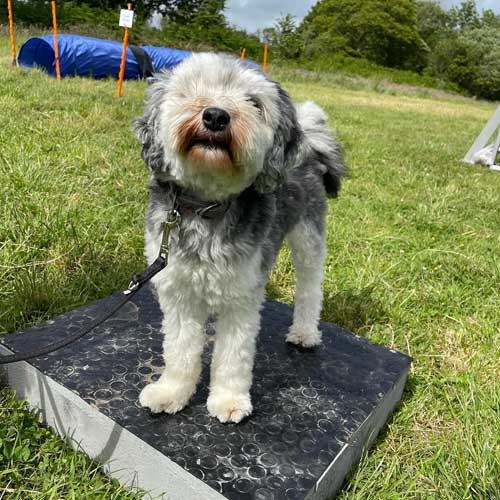 Small dog on a box in the middle of a dog agility course.