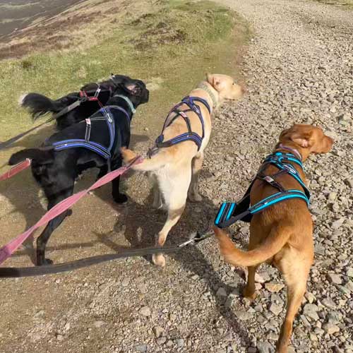 Four dogs walking calmly wearing harnesses.